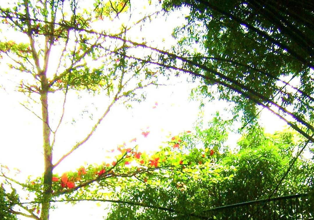 Parque Fernando Peñalver景点图片
