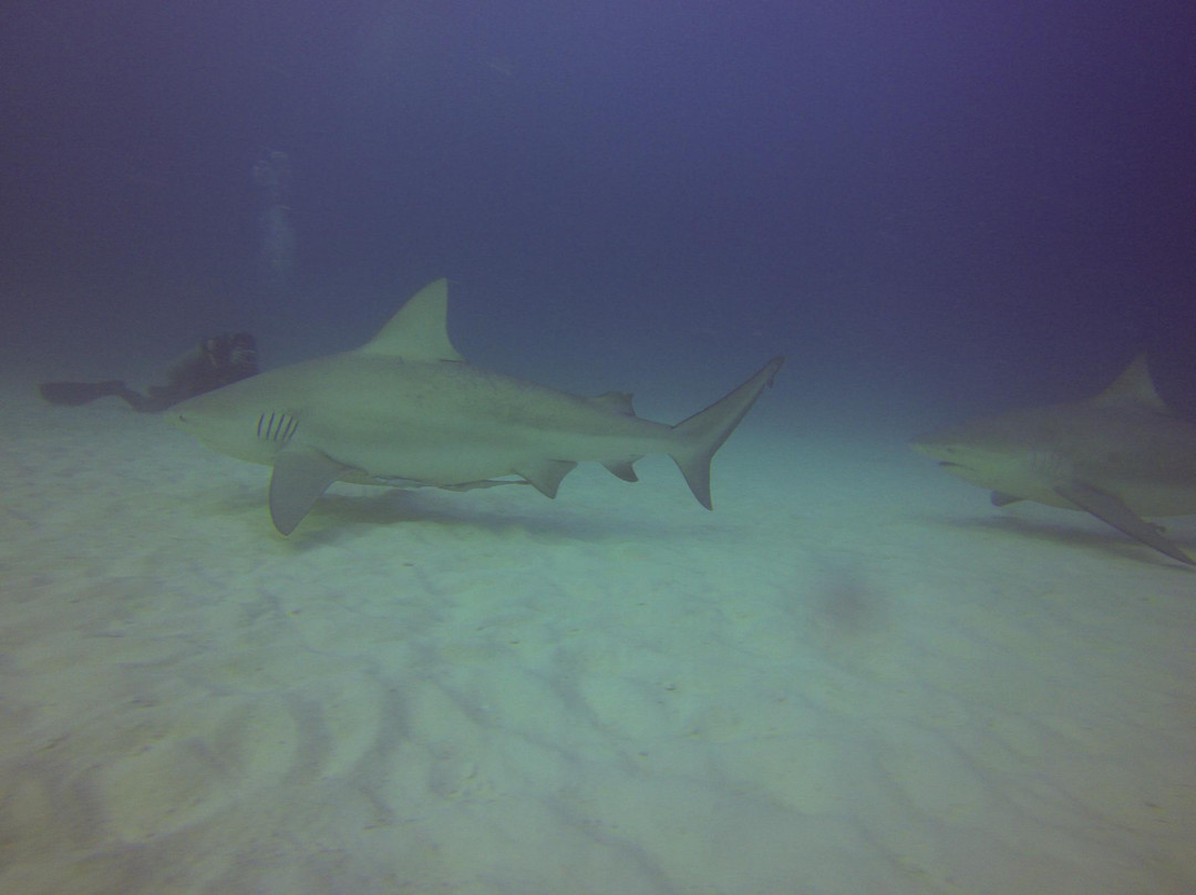 Gran Scuba Diving-里维埃拉玛雅必去景点