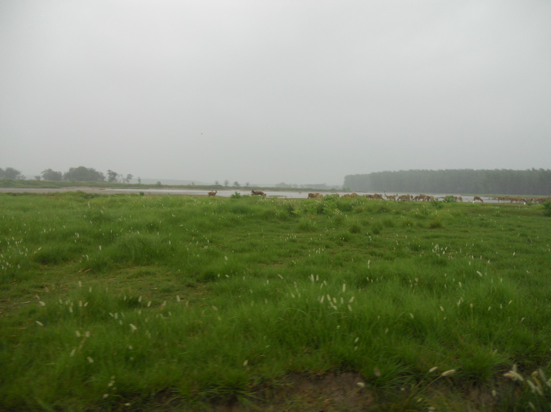 大丰麋鹿保护区-大丰市必去景点