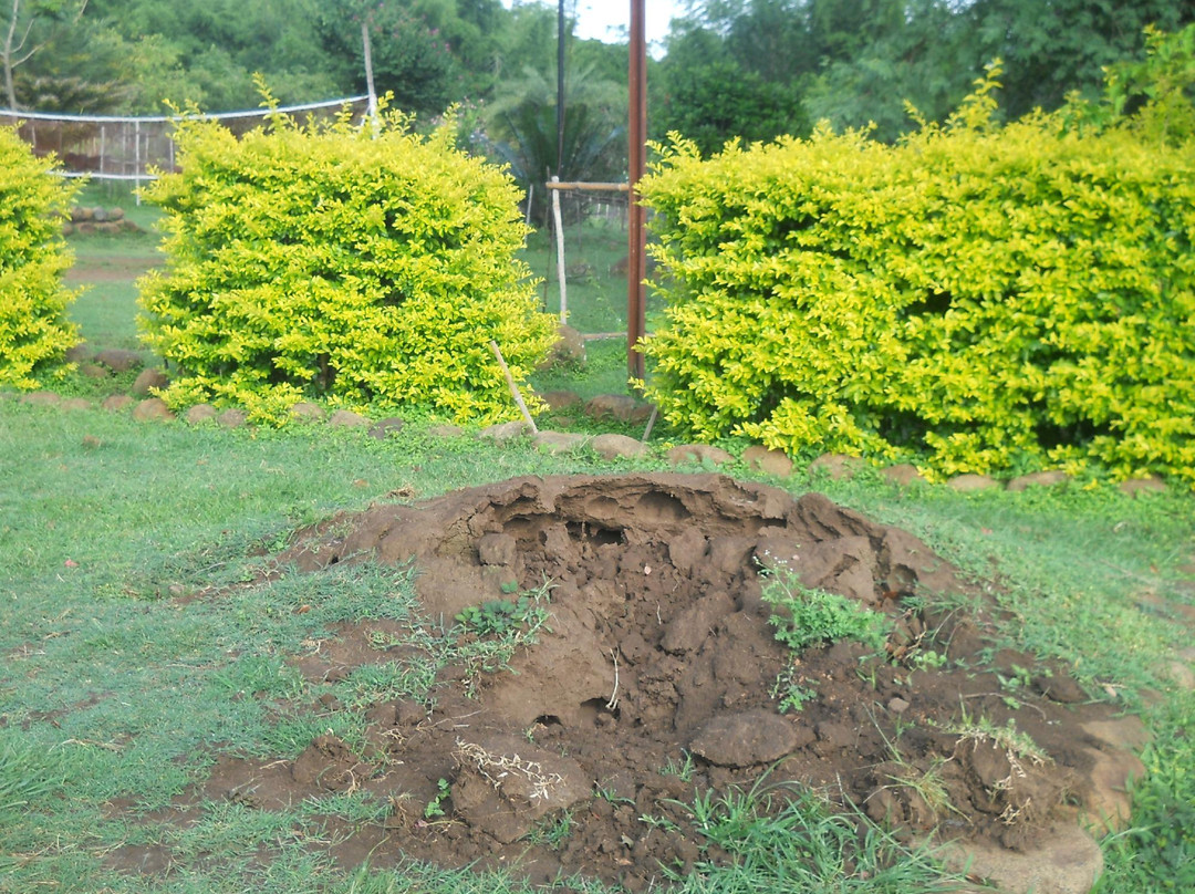 Bear Mountain Jungle Resort主图