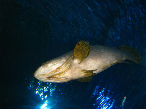 海昌极地海洋世界-天津市必去景点