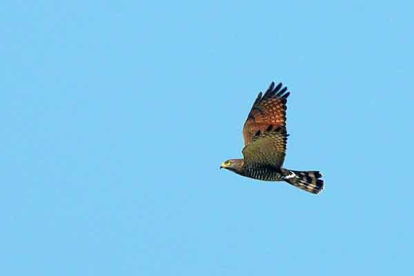 Nature Miraikan主图