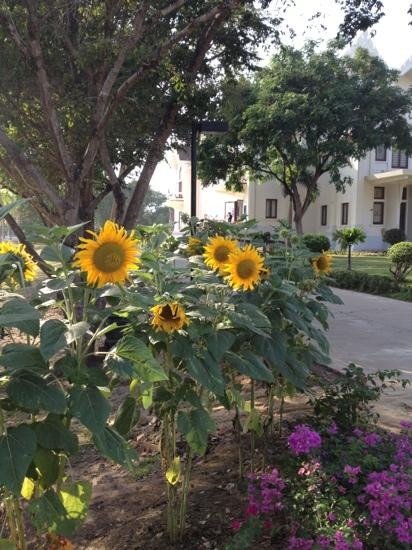 Chao Sam Phraya National Museum-大城必去景点