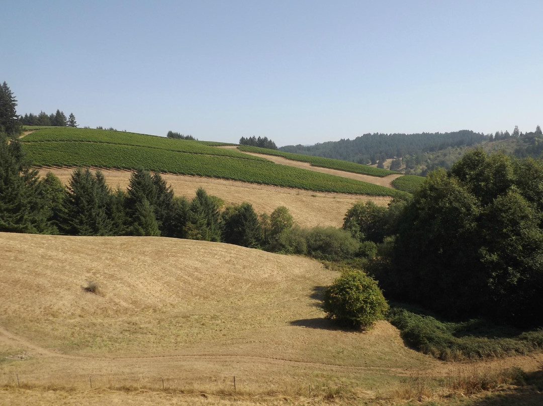Cana's Feast Winery景点图片