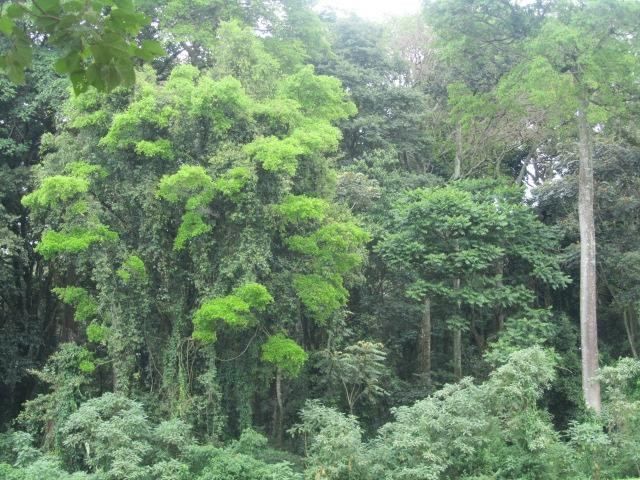 Kakamega Forest National Reserve景点图片