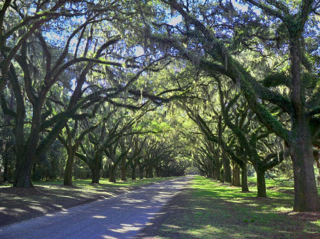 Wormsloe Historic Site景点图片