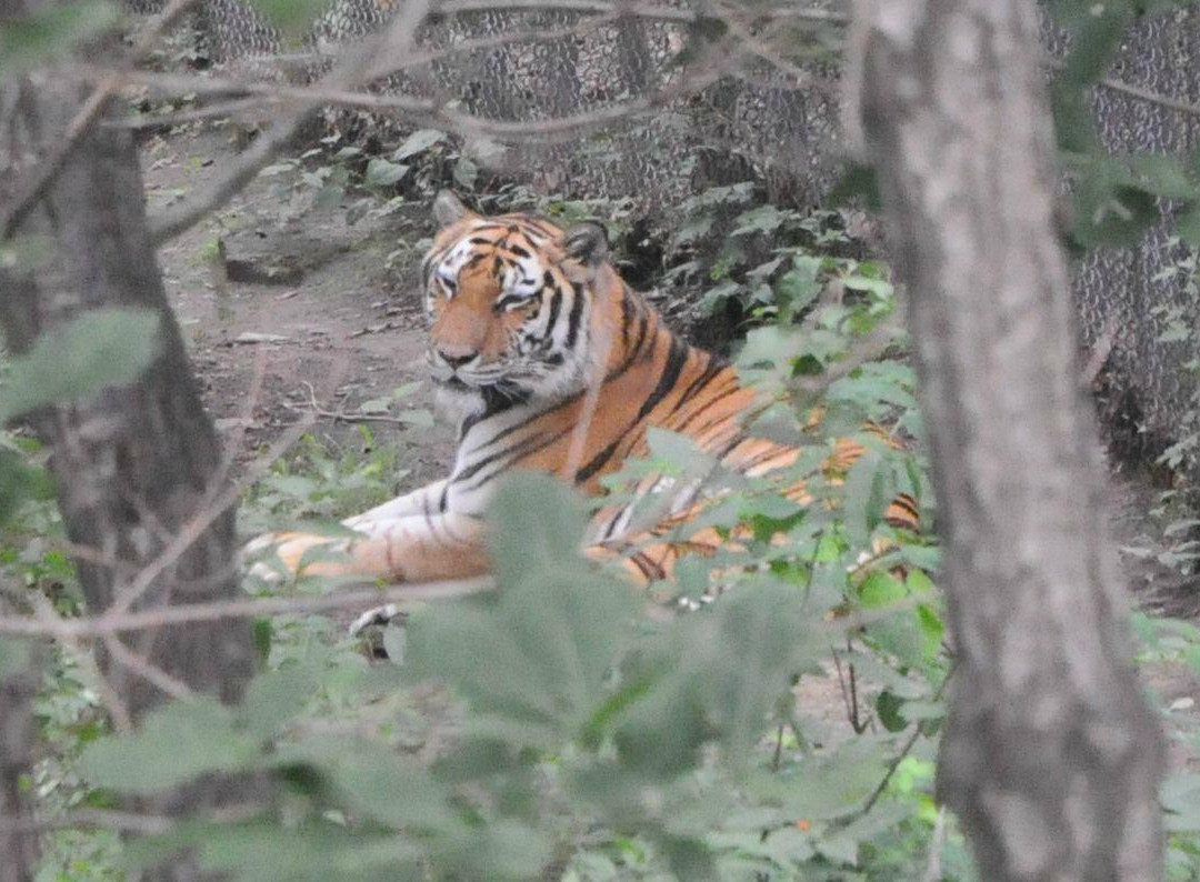 哈尔滨北方森林动物园-哈尔滨市必去景点