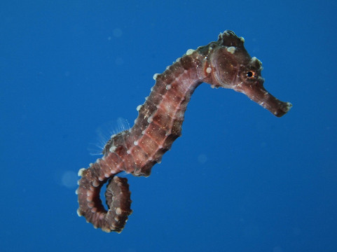 Seasports Diving-七哩滩必去景点