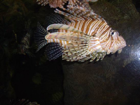 广州海洋馆-广州市必去景点