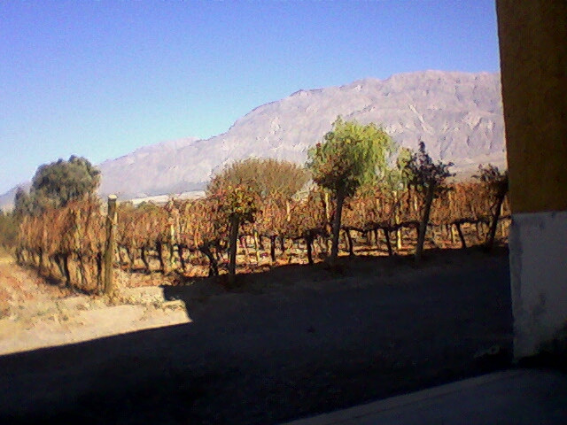 Bodega Las Marianas景点图片