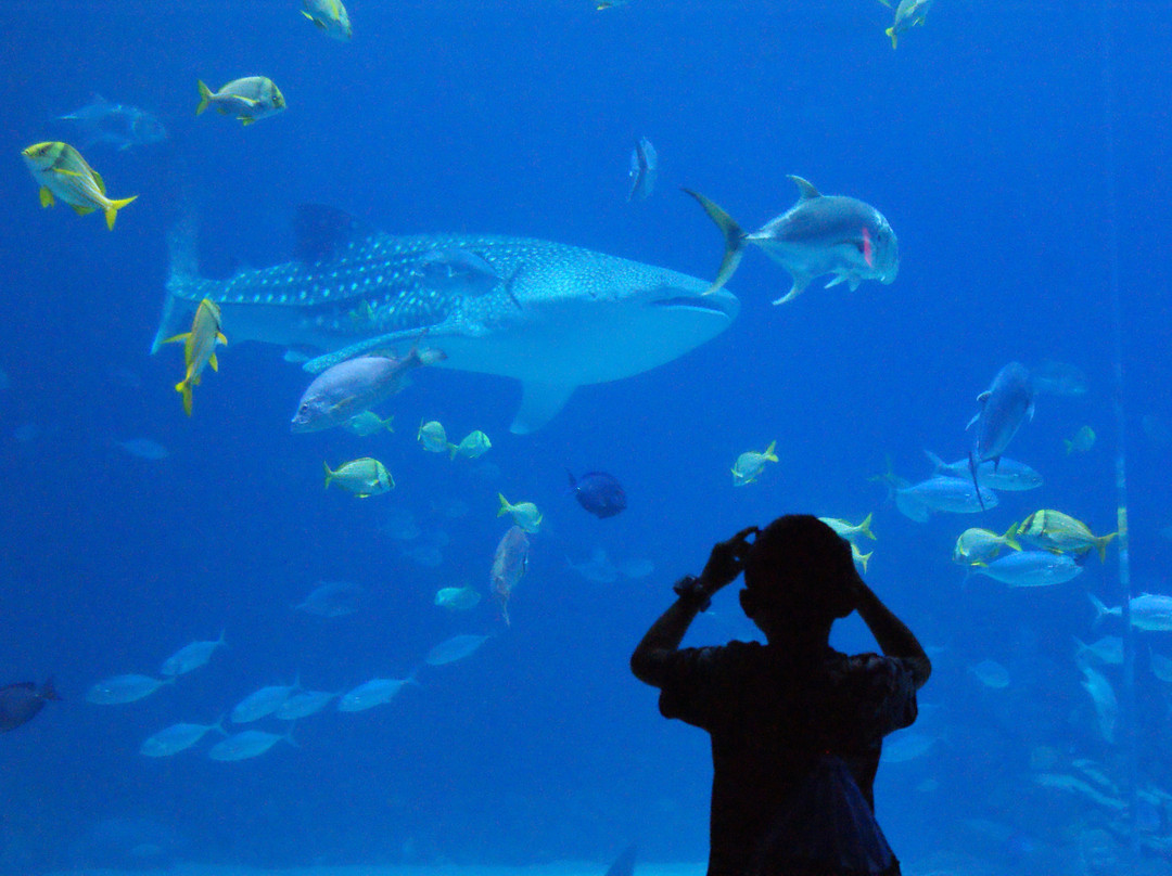 乔治亚水族馆-亚特兰大必去景点