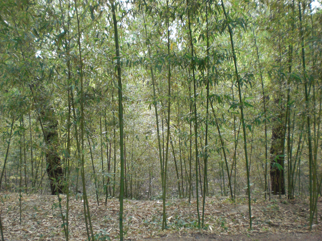 紫竹院公园-北京市必去景点