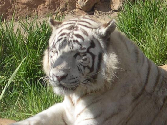 Parque Ecologico Las Aguilas del Teide-特纳里夫必去景点