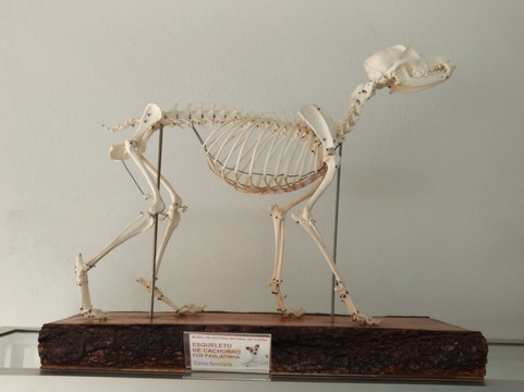 Museu de Historia Natural de Itapira-Itapira必去景点