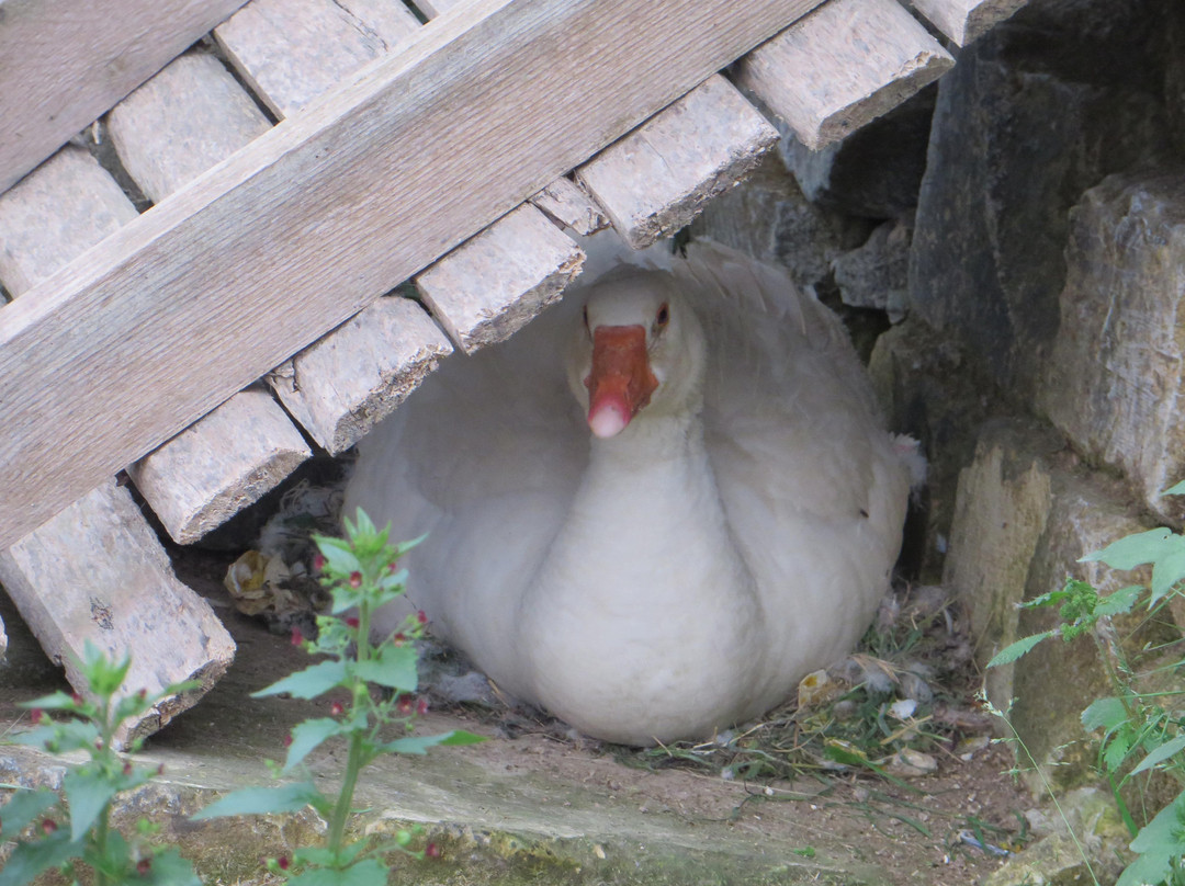 Victor's Horse & Carriage-Xaghra必去景点