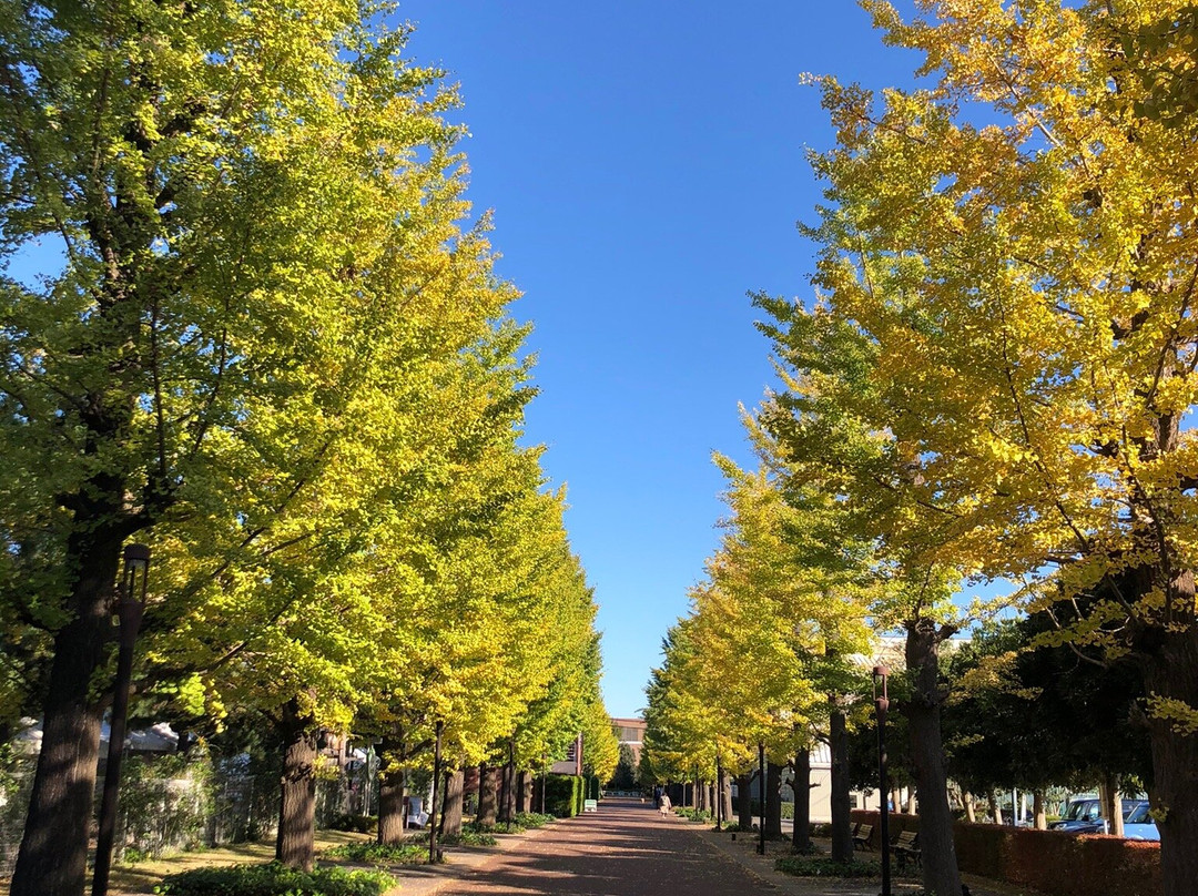 Ginkgo Avenu景点图片