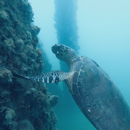 Isla Nena Scuba景点图片