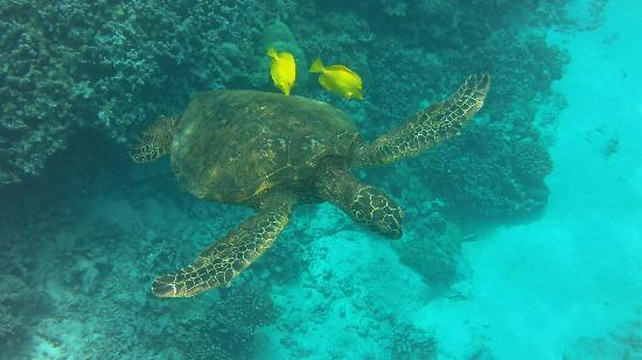 海豚发现之旅-凯鲁瓦-柯纳必去景点