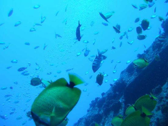 暗礁海盗潜水-火奴鲁鲁必去景点