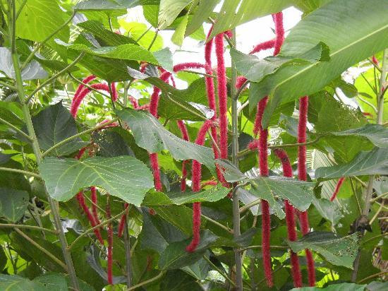 毛伊岛热带花园-怀露库必去景点