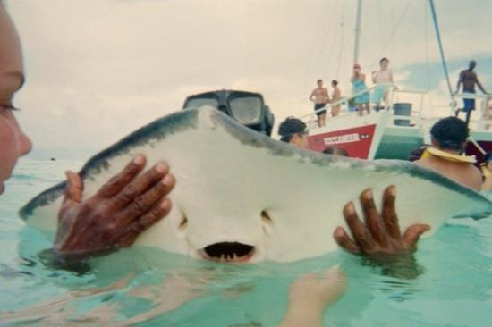 Stingray Adventures Ltd-西湾必去景点