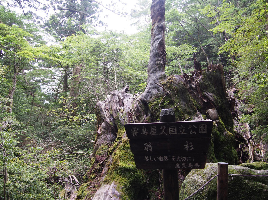 Okinasugi景点图片