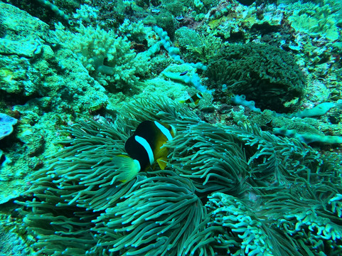 Legend Diving Penida