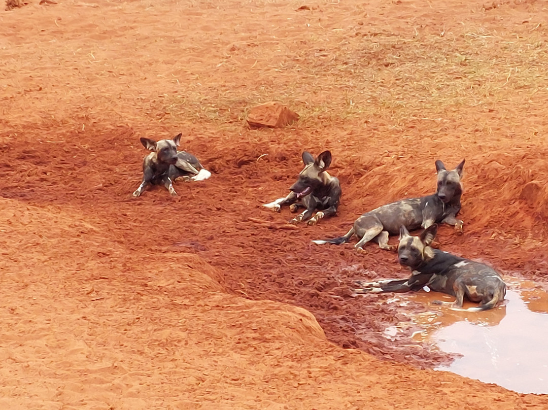 Tsavo East National Park景点图片