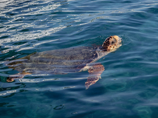 Seamoves Boats & Transfer-扎金索斯镇必去景点