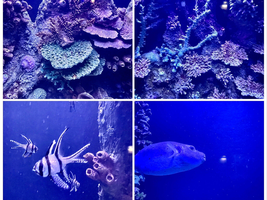 Hamad Port Visitors Center-Mesaieed必去景点