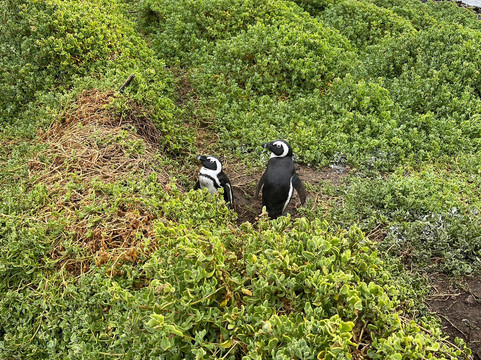 BokBus Garden Route Adventure Tours - Day Tours-木湾必去景点