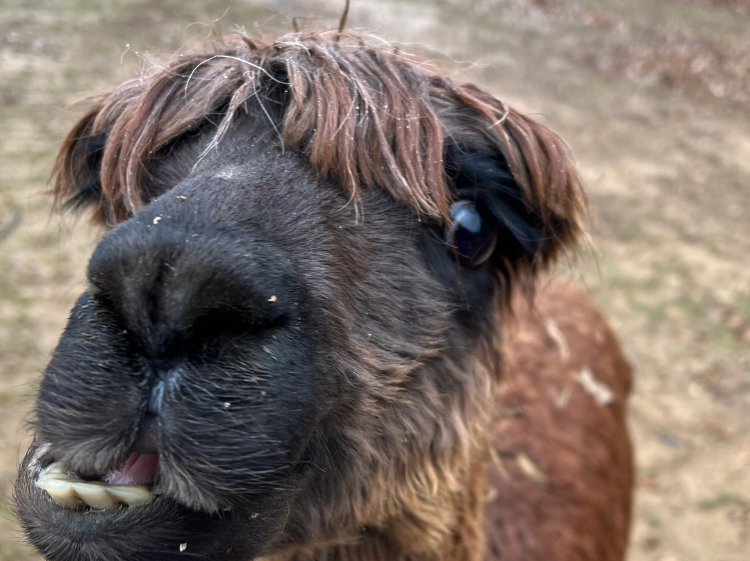 Rocking Chair Farm-Corryton必去景点