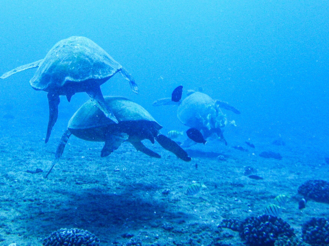 Explore Kauai Scuba-科卡哈必去景点