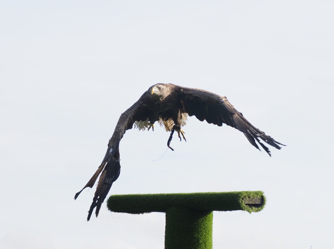 Eagle Heights Wildlife Foundation景点图片