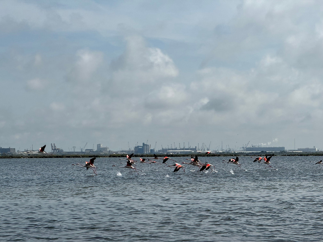 Birdwatching Marina Romea景点图片