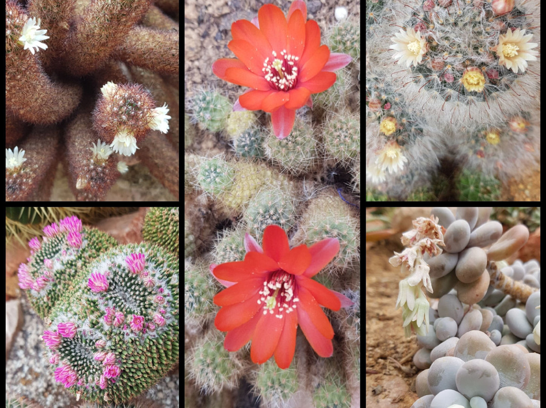 Jurassica Jardin Botanique景点图片