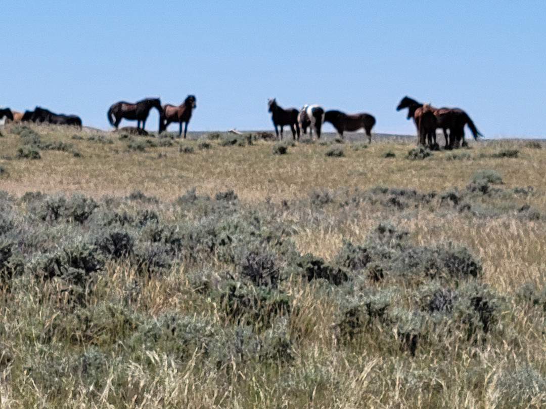 Explore Cody Wild Horse Tours-科迪必去景点
