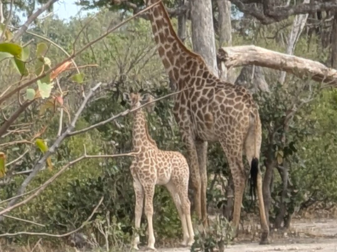 Temogo Safari景点图片