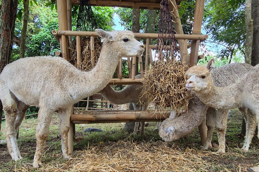 Pacha Alpaca-Beraban必去景点