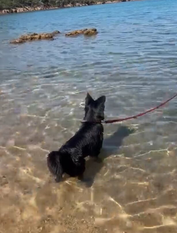 Spiaggia per Cani Doggie Beach di Caprera-Caprera必去景点