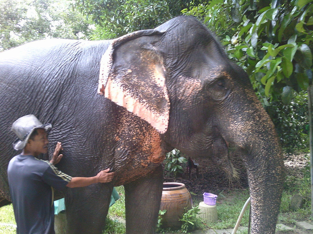 Tongdee Elephant Camp-Bang Muang必去景点