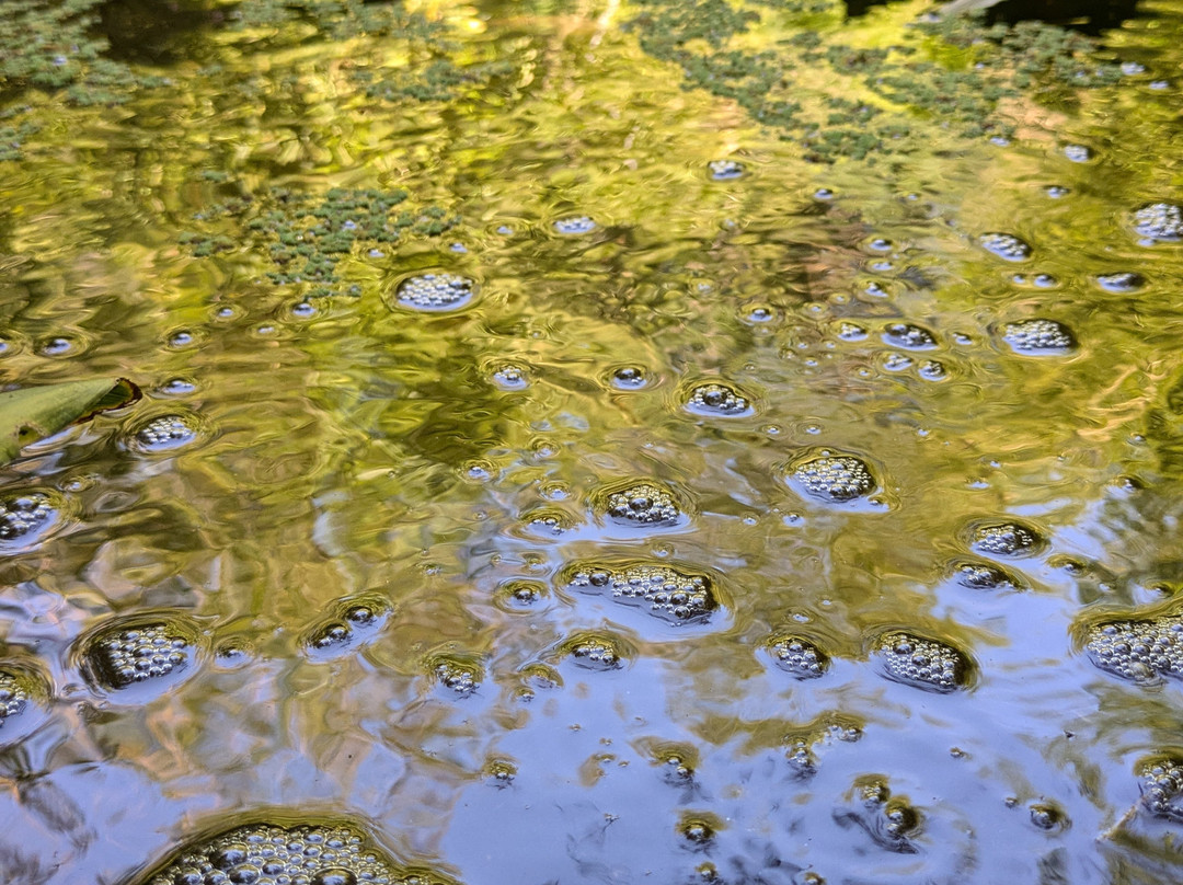 Le Jardin Les Bambous du Mandarin景点图片