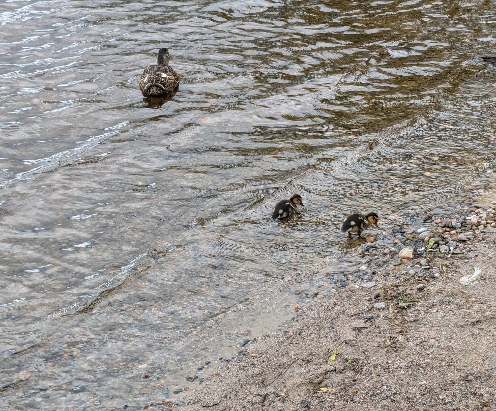 Loch Insh Outdoor Centre景点图片
