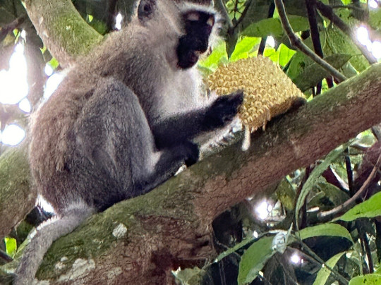 Zunguka Adventure Club-恩德培必去景点