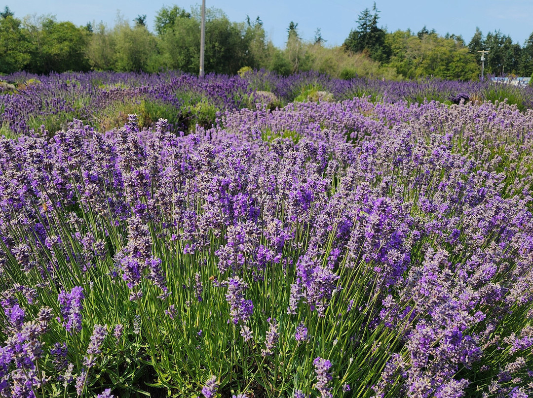 The Lavender Connection景点图片