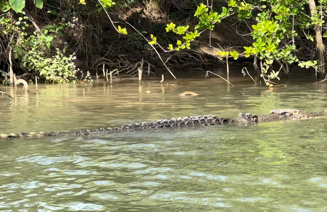 Solar Whisper Wildlife and Crocodile Cruises on the Daintree river-Daintree必去景点