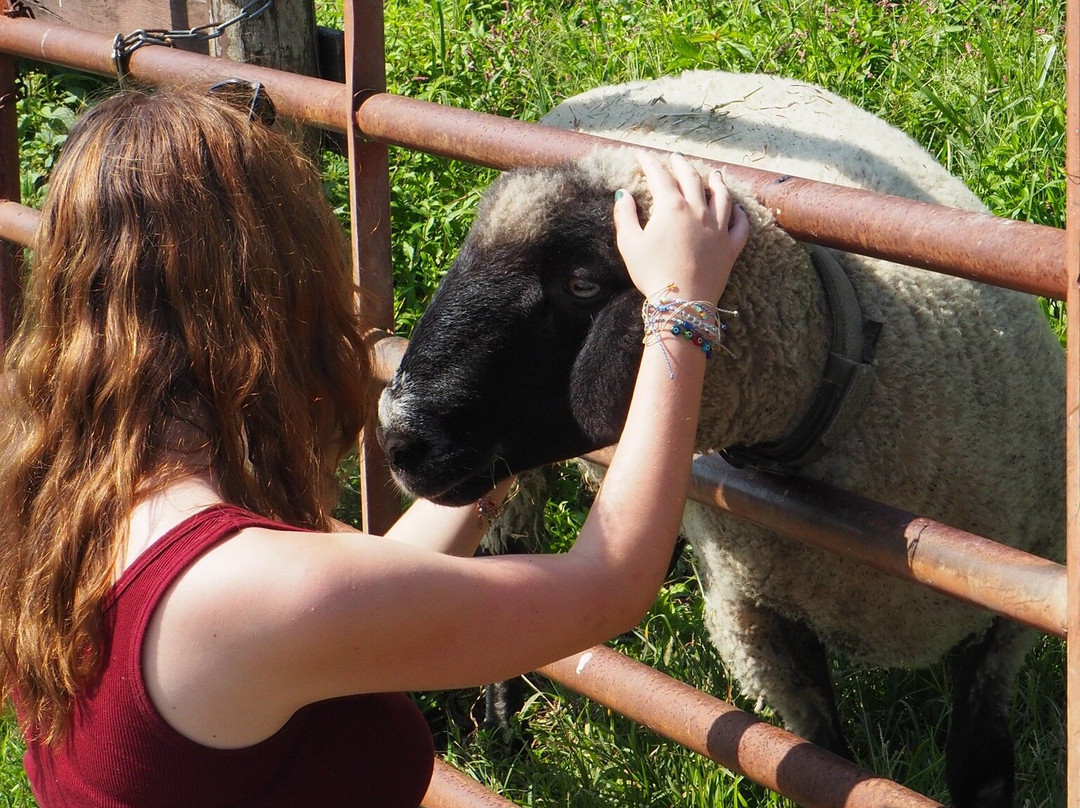 Catskill Animal Sanctuary-Saugerties必去景点