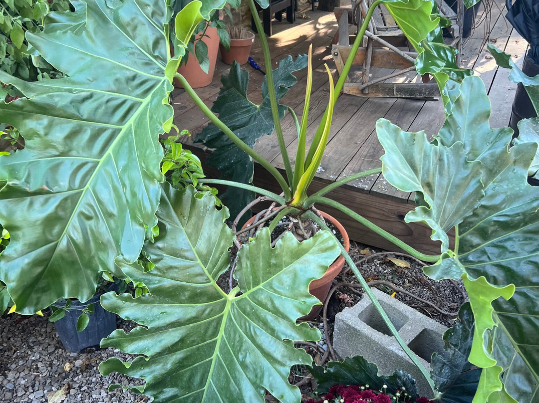 Groovy Plants Ranch景点图片