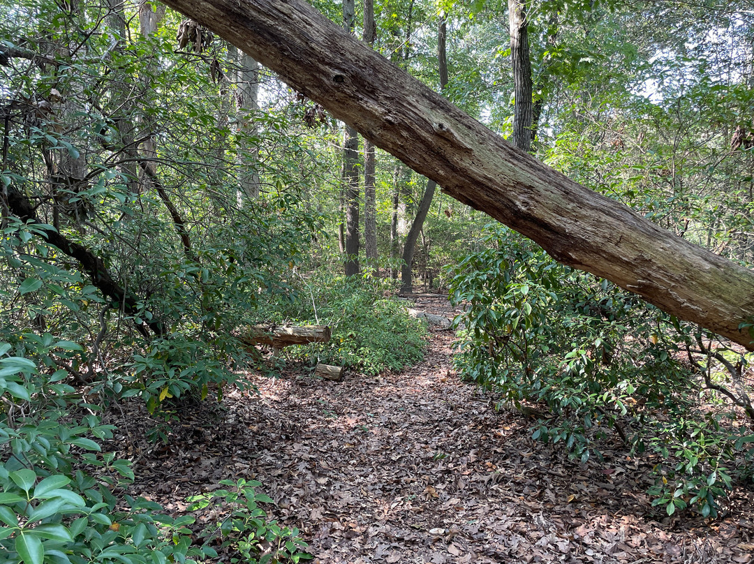 Freer Nature Preserve景点图片