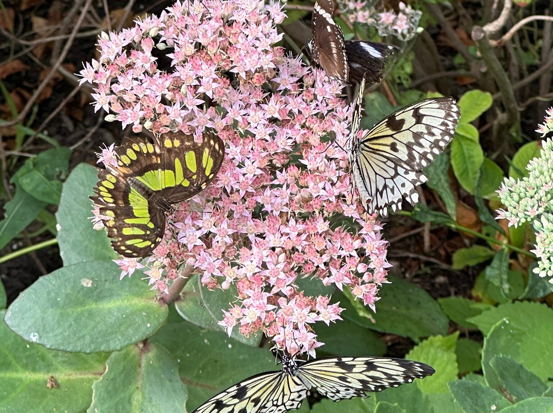 Newfoundland Insectarium-Reidville必去景点